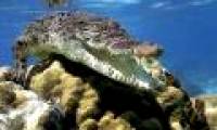 Video: Australia's most dangerous animals