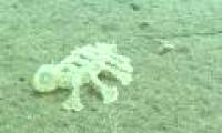 Video: Balinese sea creatures