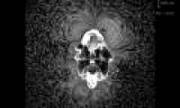 Video: Beautiful whirlpools created by starfish larvae when feeding