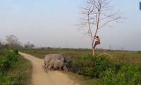 Video: Being chased by a rhinoceros, a scared man climbs a tree