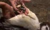 Video: Bird corpses shock the online community