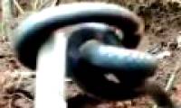 Video: Catch the snake 2 head without tail weird