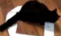 Video: Cats like to sit in circles