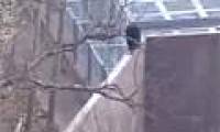 Video: Chimp climbed the wall to escape the zoo