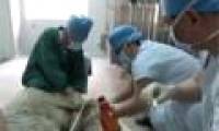 Video: Chinese successful heart transplant for sheep