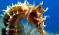 Video: Close-up of male seahorses laying 2,000 birds at once