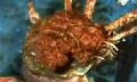 Video: Close-up of moments of molting crabs