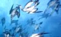 Video: Close-up of the sea hunting
