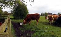Video: Cock raging crazily 'coffee' whole cow