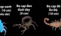 Video: Compare the size of the world's largest scorpion species
