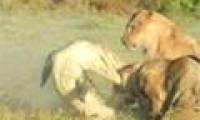 Video: Crocodile on the shore takes down the lion
