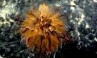 Video: Dandelion-like creature in the deep sea