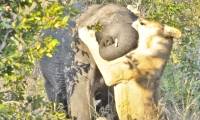 Video: Dare to attack forest elephants, lions receive a painful ending