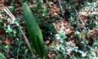 Video: Detecting strange plants 'dancing'?