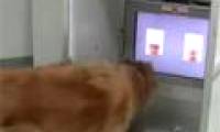 Video: Dogs know how to distinguish emotions on people's faces