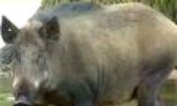 Video: European zoo animals are bewildered by the flood