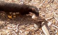 Video: Extremely venomous viper attacked - Who is so 'big'?