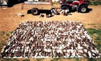 Video: Farmer brings 'dog squad' to the field, results in more than 500 rats being destroyed!