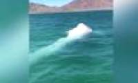 Video: Finding rare albino whales off Mexico