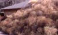 Video: Ghost grass 'devour' the desert house