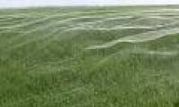 Video: Giant spider web covers the whole field in New Zealand