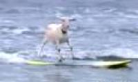 Video: Go to show off your skills for surfing
