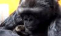 Video: Gorilla playing with kittens