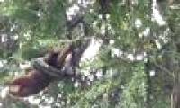 Video: Grasping the head of a animal with a bag on the top of the tree to swallow
