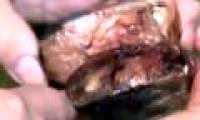 Video: Herring belly glows blue suspicious of radioactive poisoning