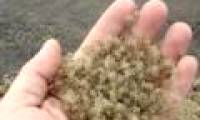 Video: Hold 1,000 crabs in the palm of your hand