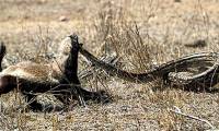 Video: Honey badger and the times 'against the world'