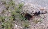 Video: Hornets sting poisoned spiders