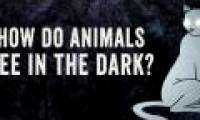 Video: How do animals see in the dark?