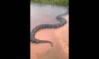 Video: Huge, large South American Python has never seen swimming on the Brazilian River