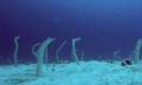 Video: Hundreds of eels rise and disappear under the seabed