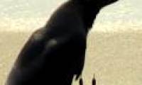Video: Hungry crows helpless before the dodge's attack