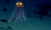Video: Jellyfish in the deepest ocean ditch in the world