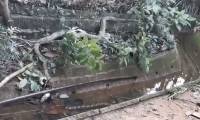 Video: King python tightens king cobra's neck by the moat - what is the outcome?