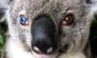 Video: Koala has two rare eye colors