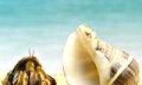 Video: Learn about the snail species
