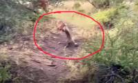 Video: Leopard flies into the air to catch antelope and the ending
