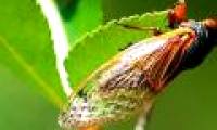 Video: Life disorder phenomenon in North America