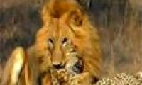 Video: Lion bites and kills two leopards