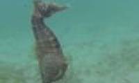 Video: Male seahorse buckles and gives birth to hundreds of children