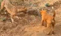 Video: Mongoose vs fierce dogs, which one will win this fight?