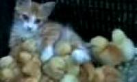Video: Mother cat takes care of chicks