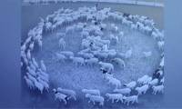 Video: Mystery of sheep walking in circles continuously for 12 days
