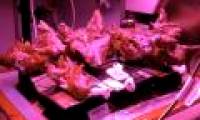 Video: NASA develops vegetable greenhouses on the Moon and Mars