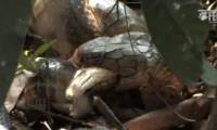 Video: Noises in the bushes and the scene of a king cobra dying suddenly with a horrified face