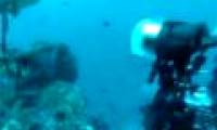 Video: Octopus robs the camera from the diver